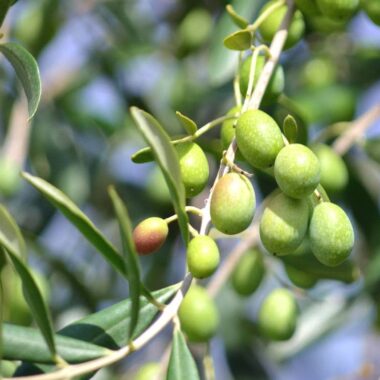 Korzyści zdrowotne oliwy z oliwek extra virgin