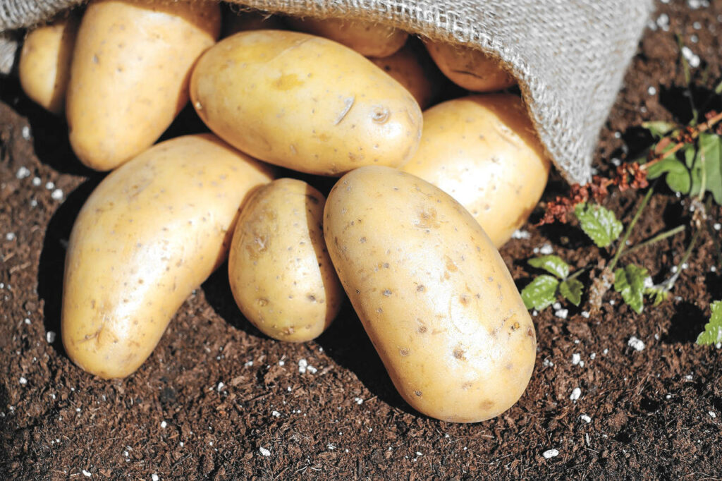 Jak przechowywać ziemniaki, by uniknąć solaniny?