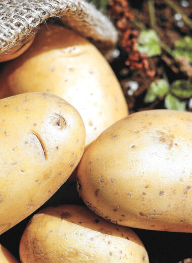 Jak przechowywać ziemniaki, by uniknąć solaniny?